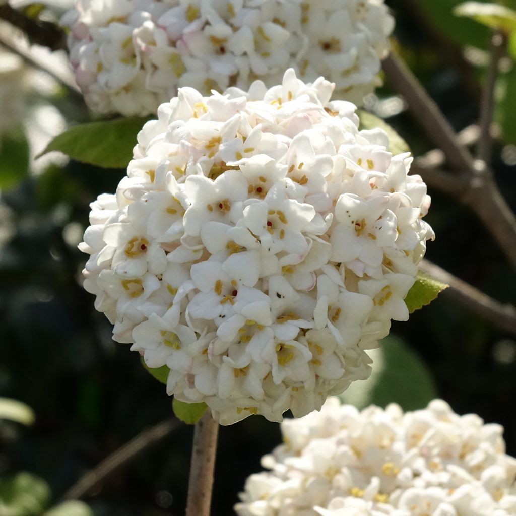 Viorne - Viburnum (x) carlcephalum 