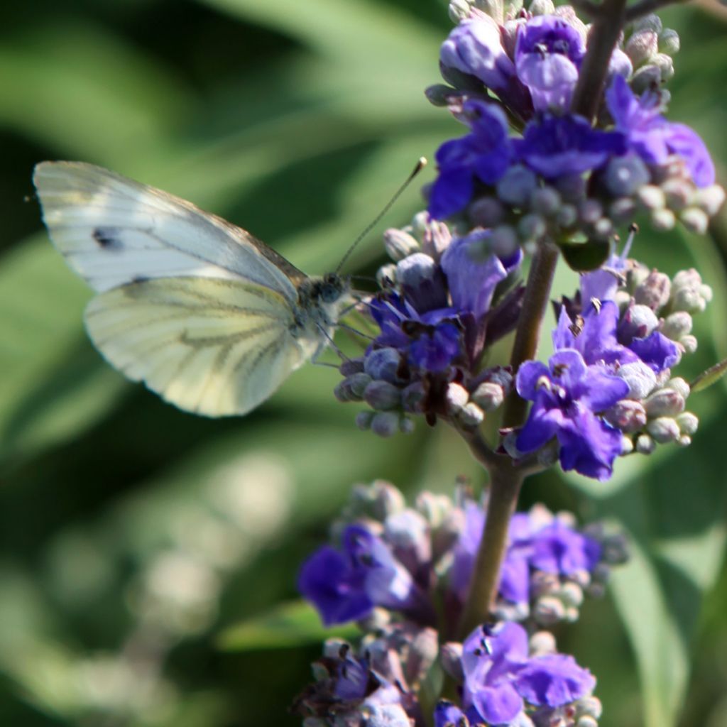 Vitex agnus-castus Queen Bee - Gattilier