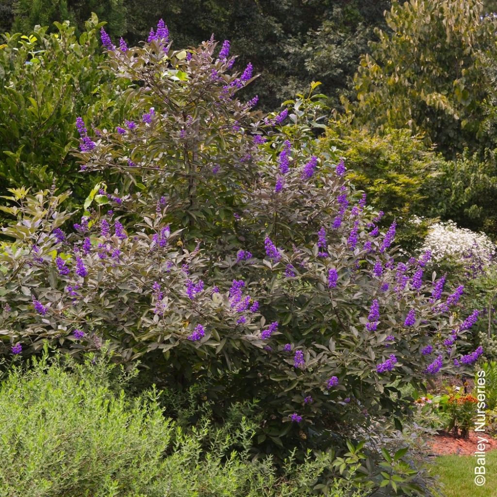 Vitex agnus-castus Flip Side - Gattilier