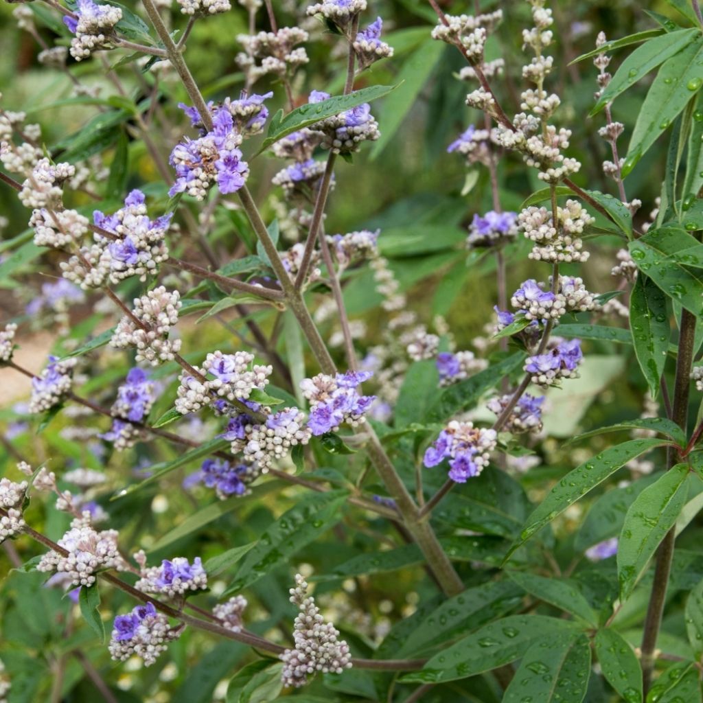 Vitex agnus castus Latifolia - Gattilier