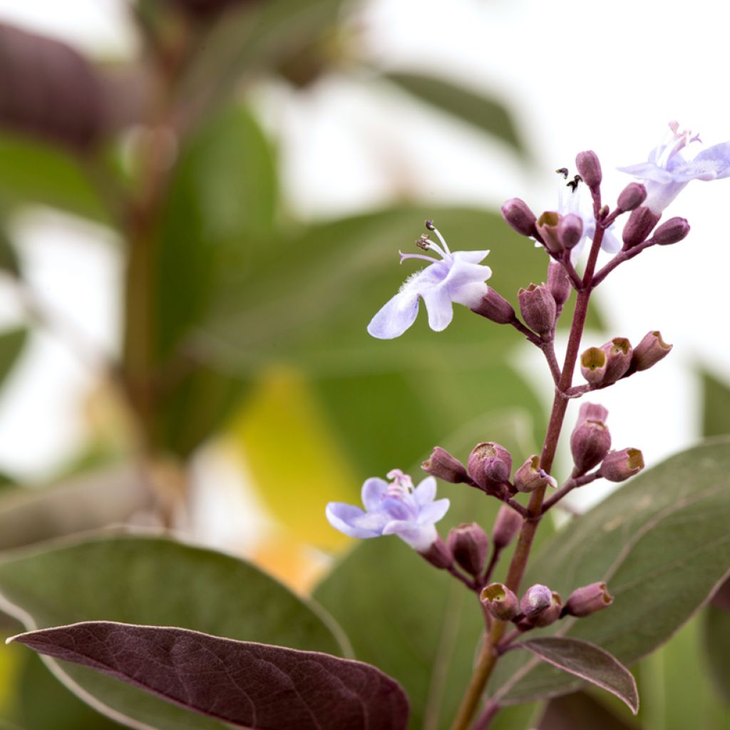 Vitex trifolia Purpurea - Lilas d'Arabie