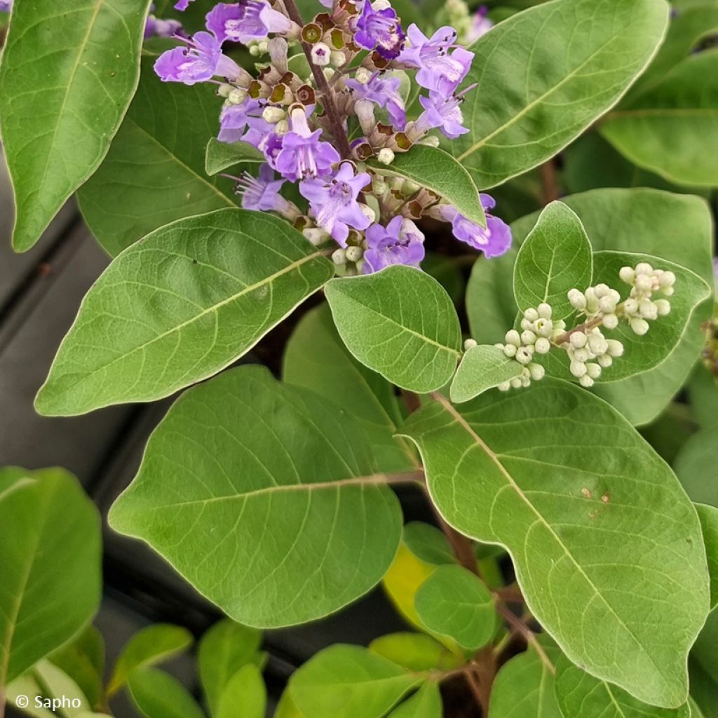 Vitex x agnus-castus Chicagoland Blues - Gattilier