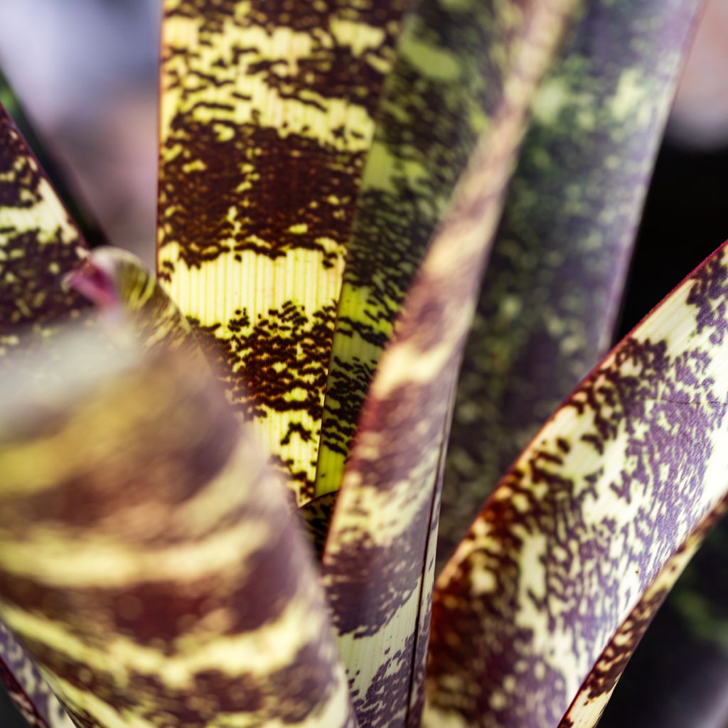 Vriesea Splendide