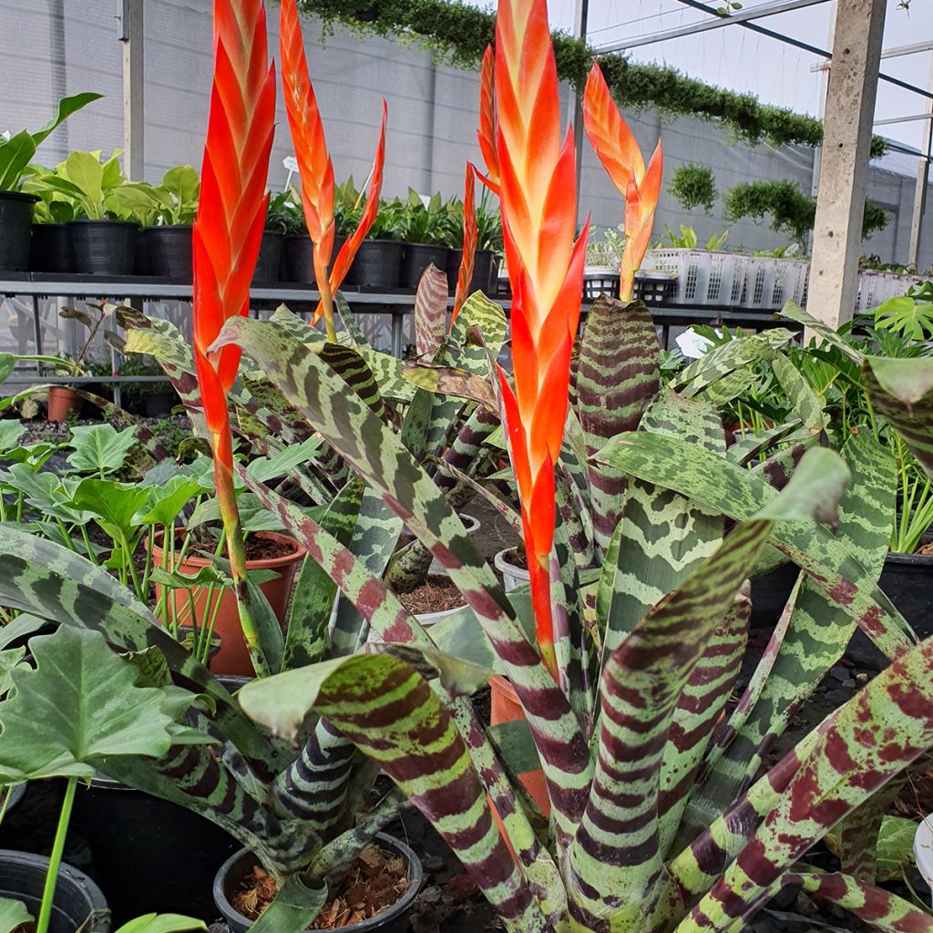 Vriesea Splendide