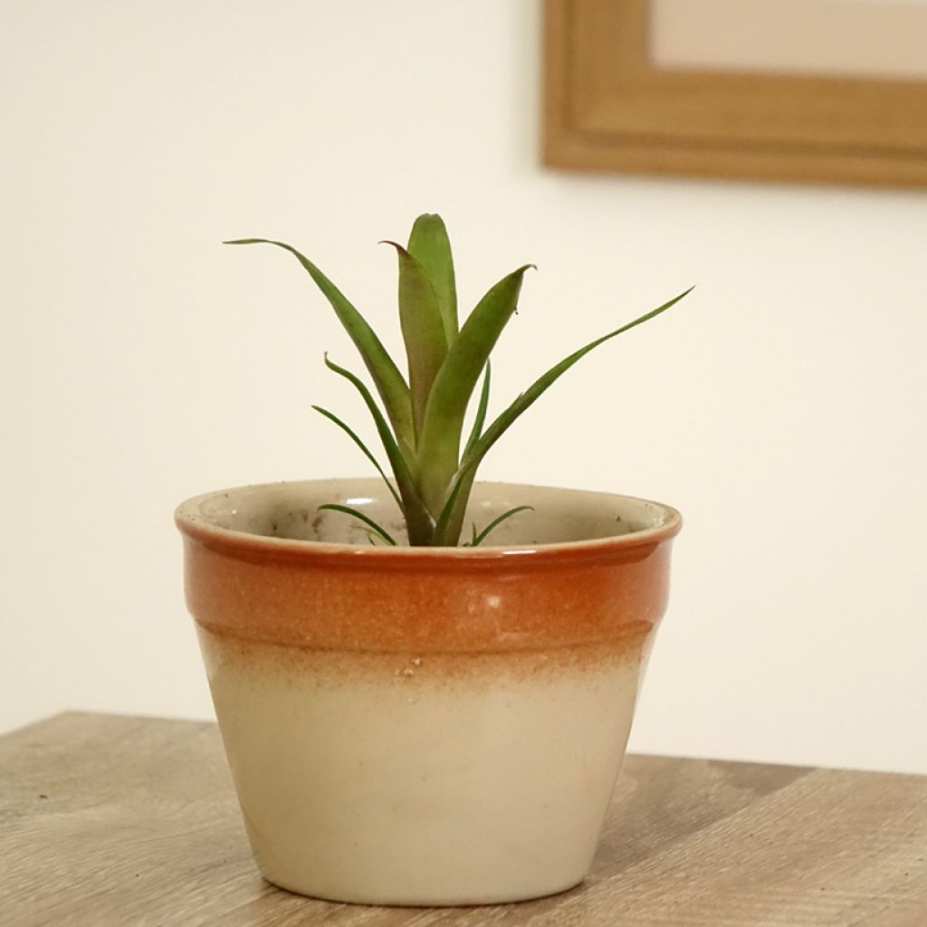 Vriesea Christiane