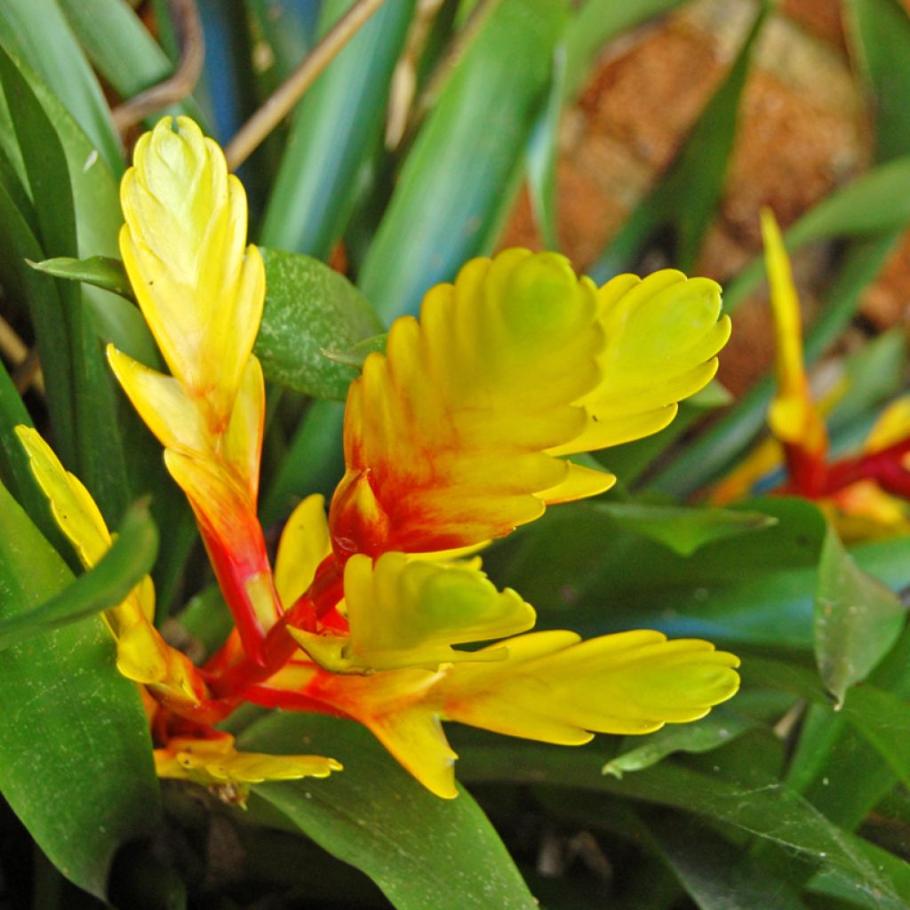 Vriesea Delphinus