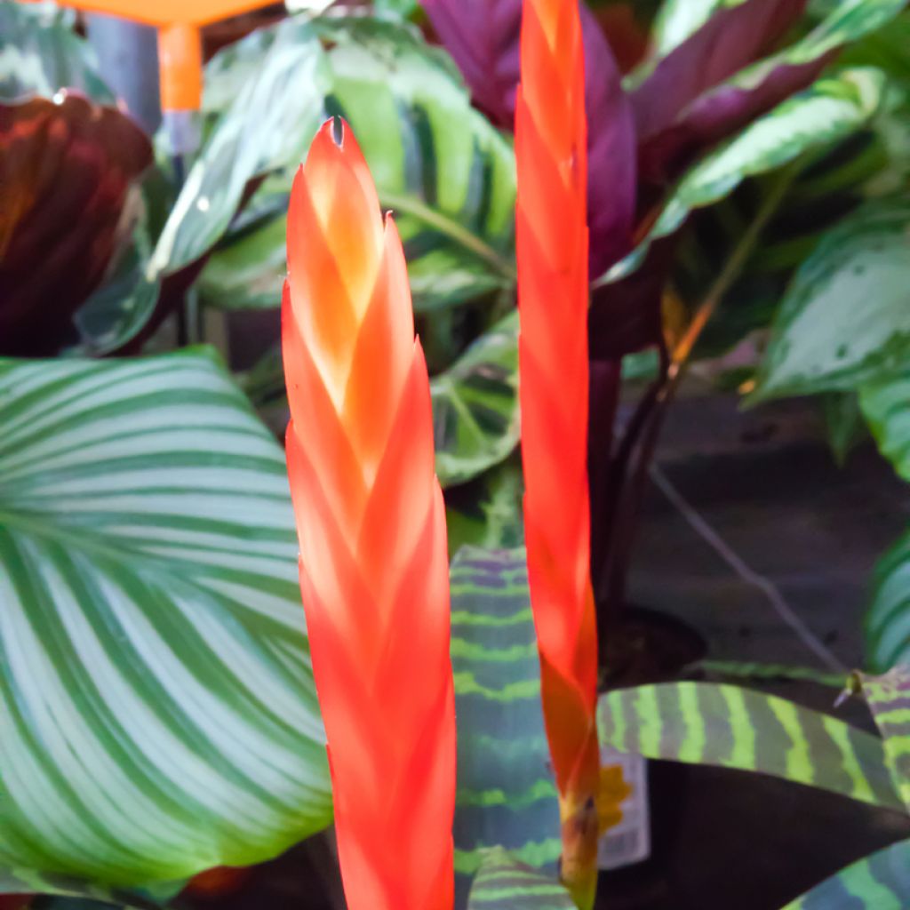 Vriesea Favoriet