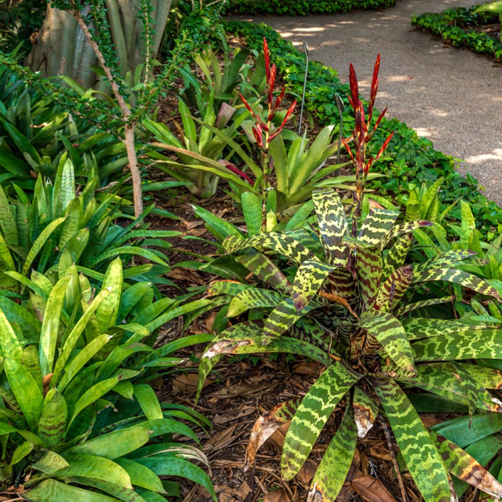 Vriesea Favoriet