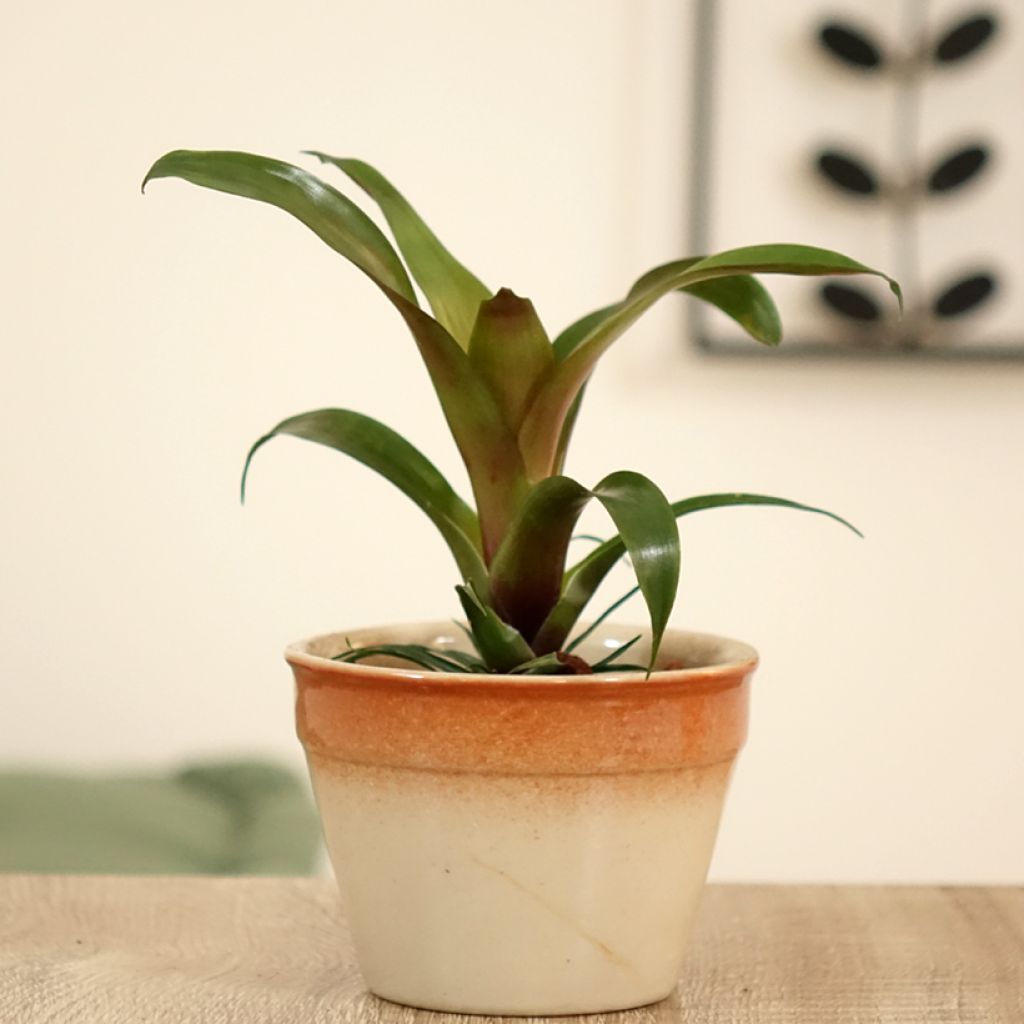 Vriesea Ida