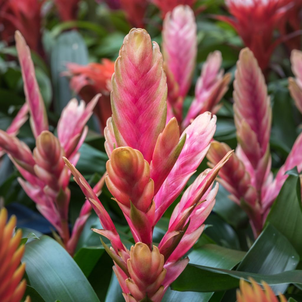 Vriesea Madonna