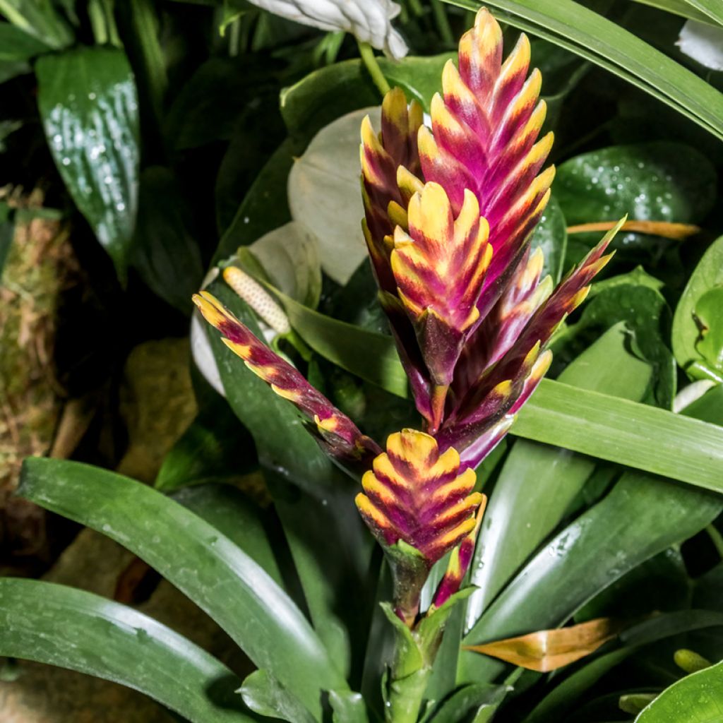 Vriesea Vogue