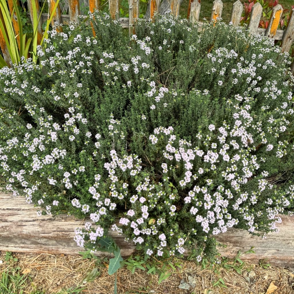 Westringia fruticosa - Romarin d'Australie