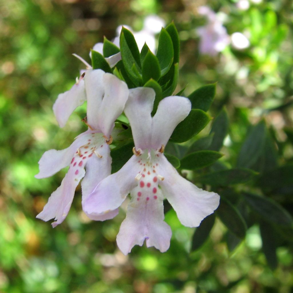 Westringia glabra