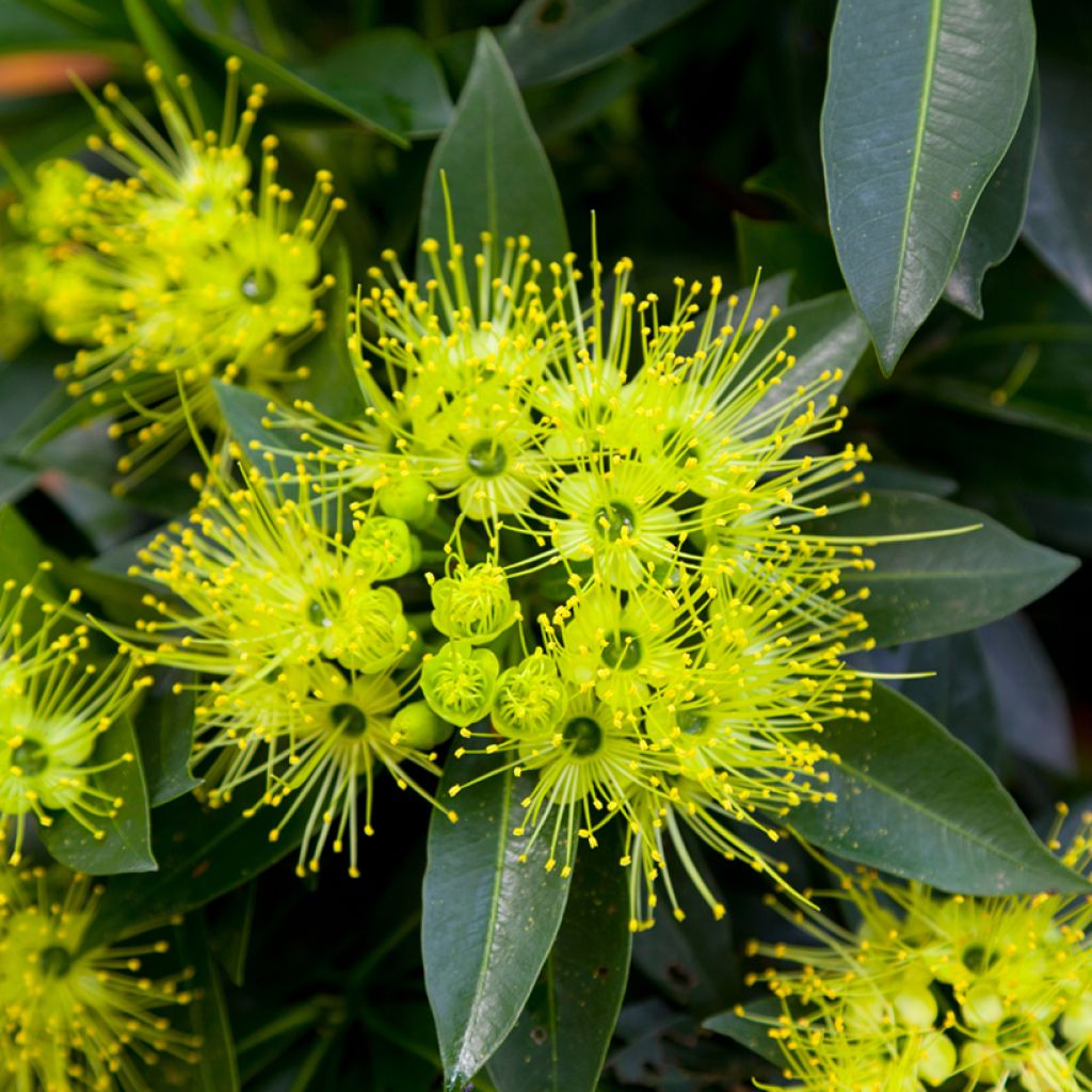 Xanthostemon chrysanthus - Penda doré