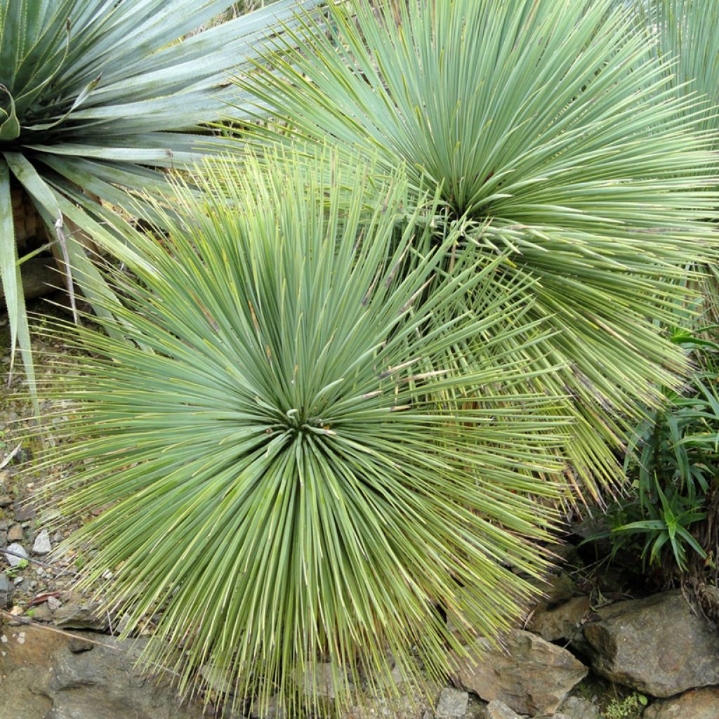 Yucca linearifolia - Yucca à feuilles linéaires