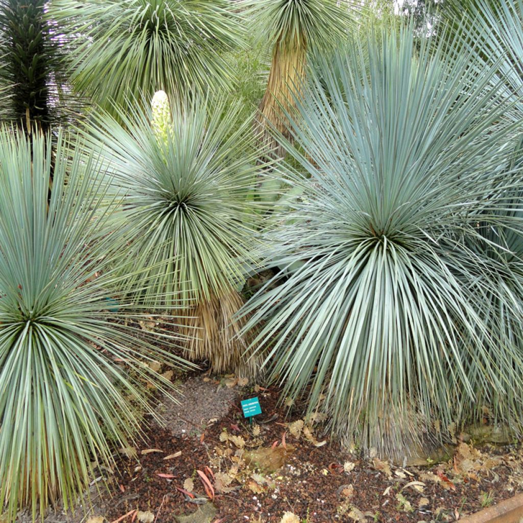 Yucca linearifolia - Yucca à feuilles linéaires
