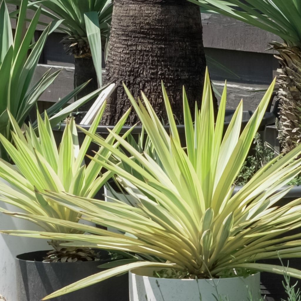Yucca Bright Star - Yucca panaché