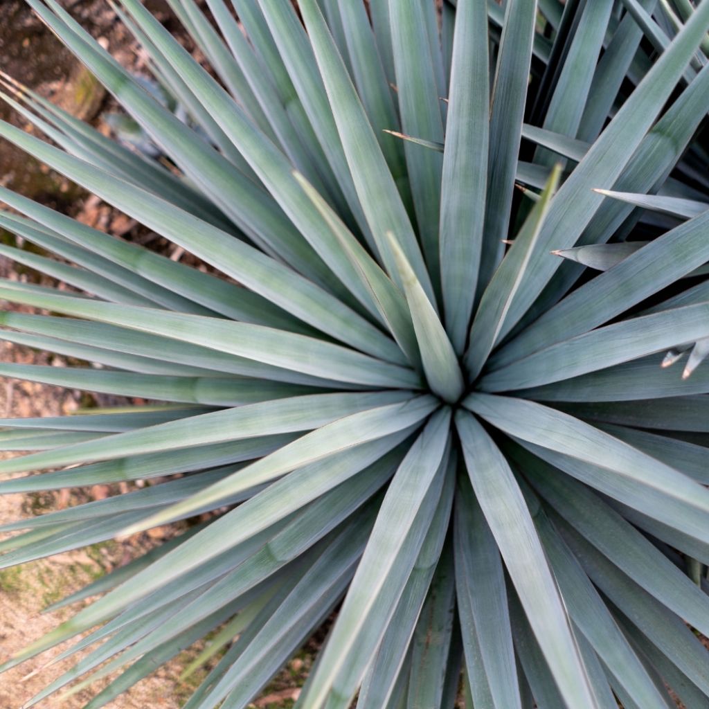 Yucca hybride French Flag