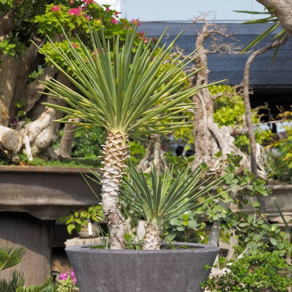 Yucca aloifolia - Yucca à feuilles d'Aloès