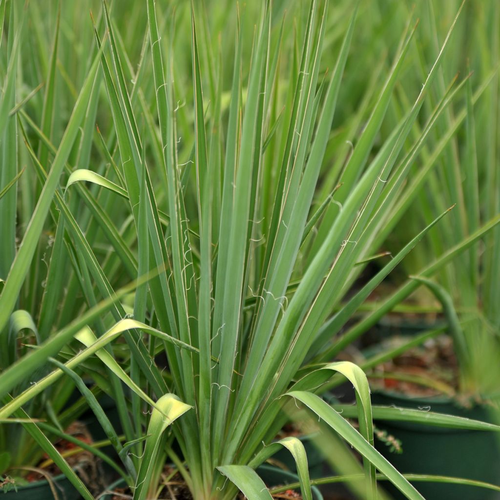 Yucca filamentosa