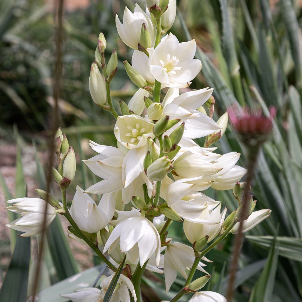 Yucca filamentosa