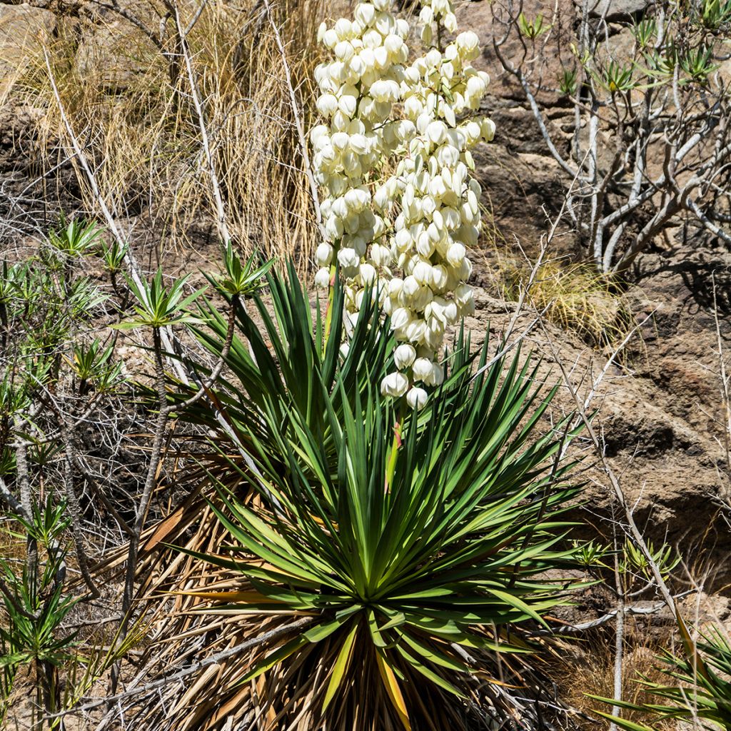 Yucca filamentosa