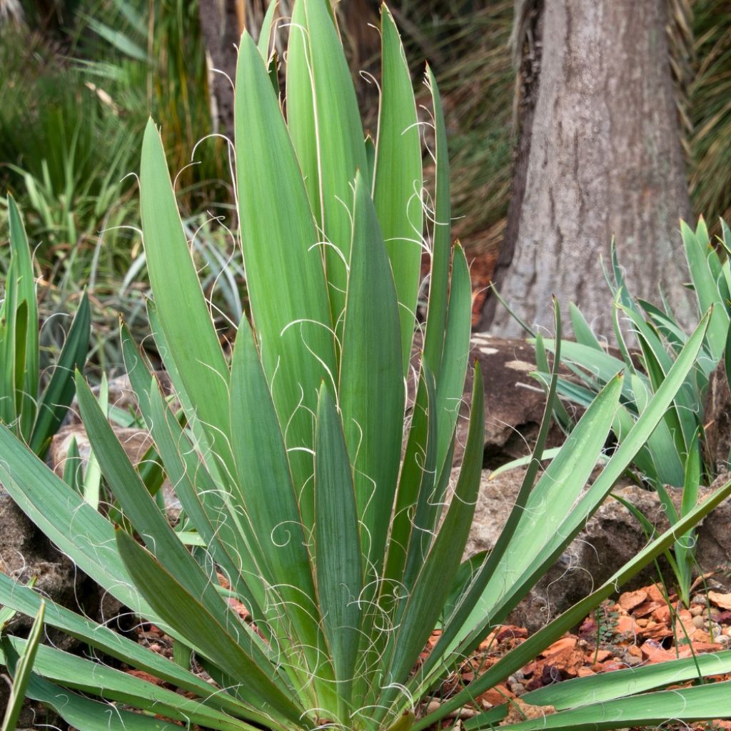 Yucca filamentosa Ivory Tower