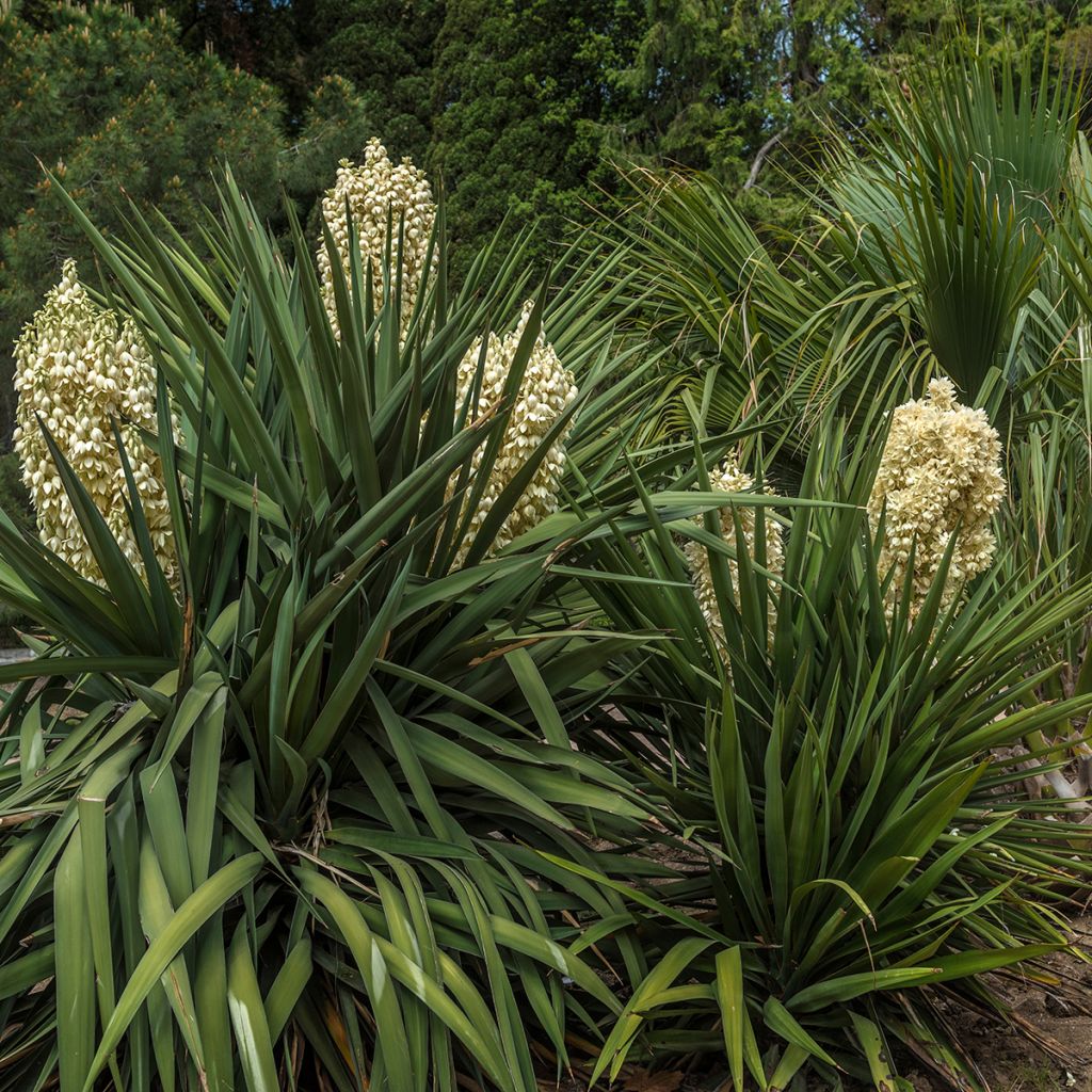 Yucca gloriosa - Dague espagnole