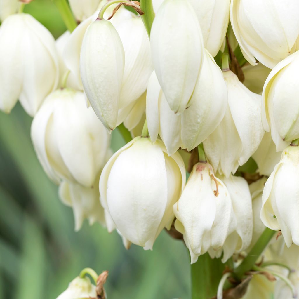 Yucca gloriosa - Dague espagnole