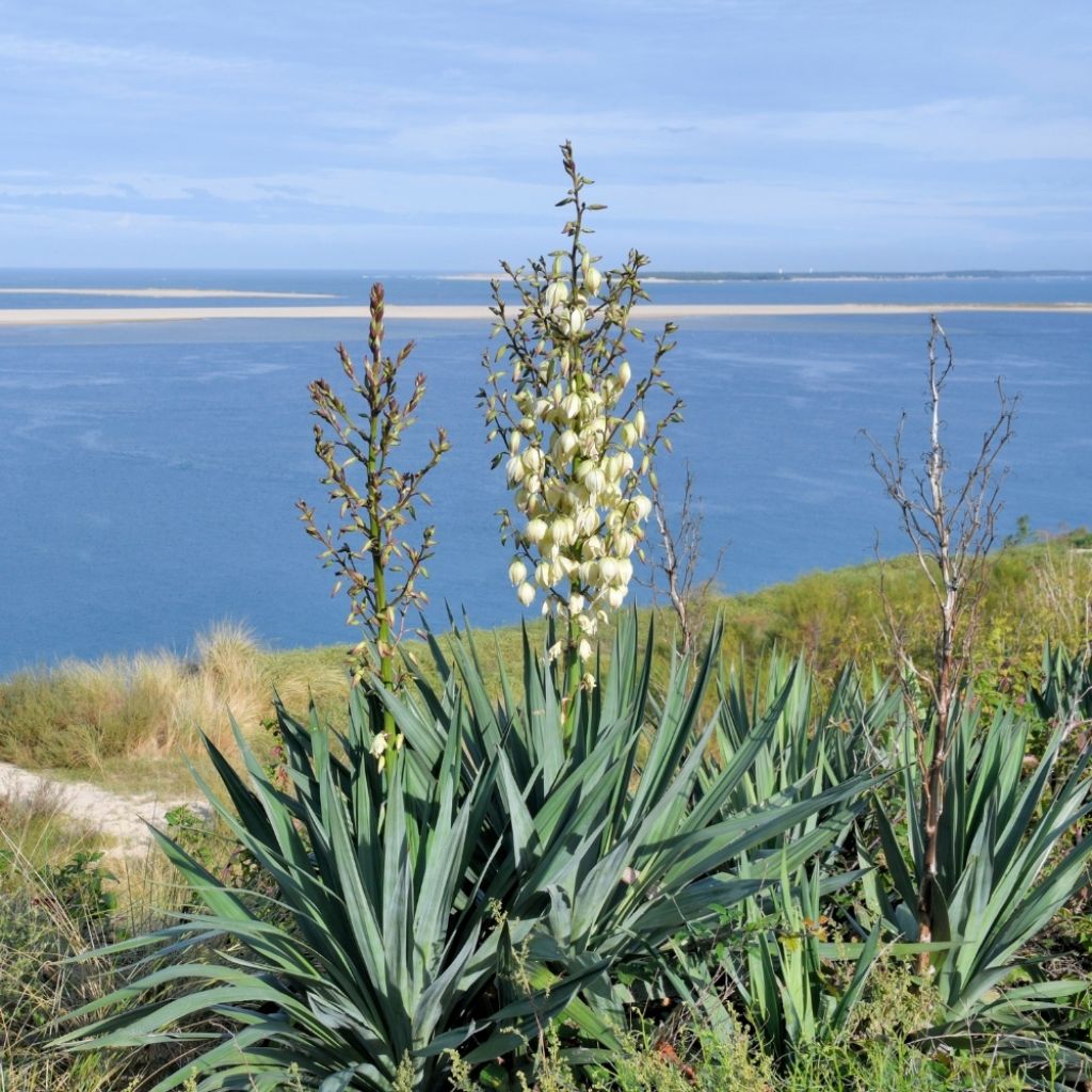 Yucca gloriosa - Dague espagnole