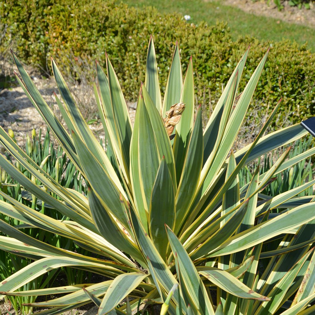 Yucca gloriosa Variegata - Dague espagnole