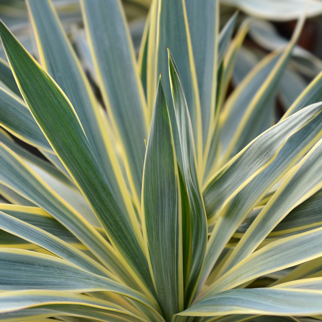 Yucca gloriosa Variegata - Dague espagnole