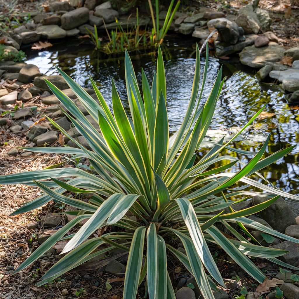 Yucca gloriosa Variegata - Dague espagnole