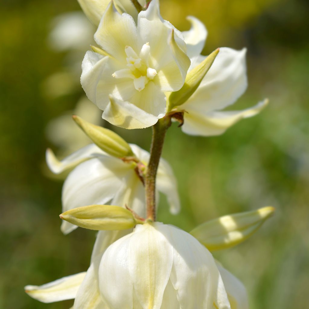 Yucca gloriosa Variegata - Dague espagnole