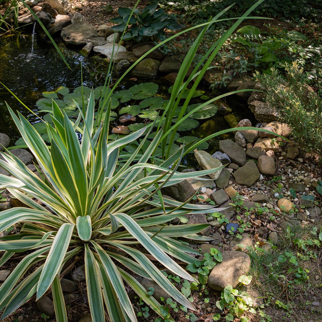 Yucca gloriosa Variegata - Dague espagnole