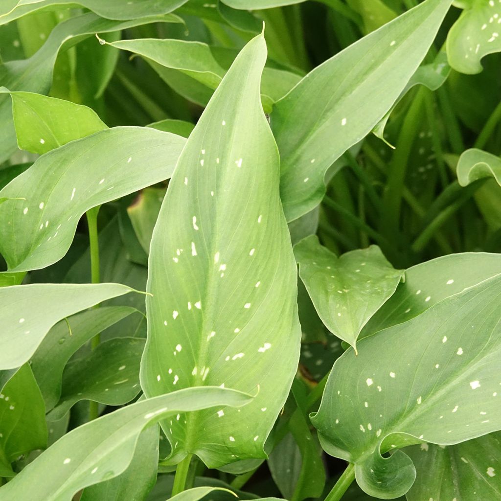 Zantedeschia aethiopica Scented Lady - Arum d'Ethiopie