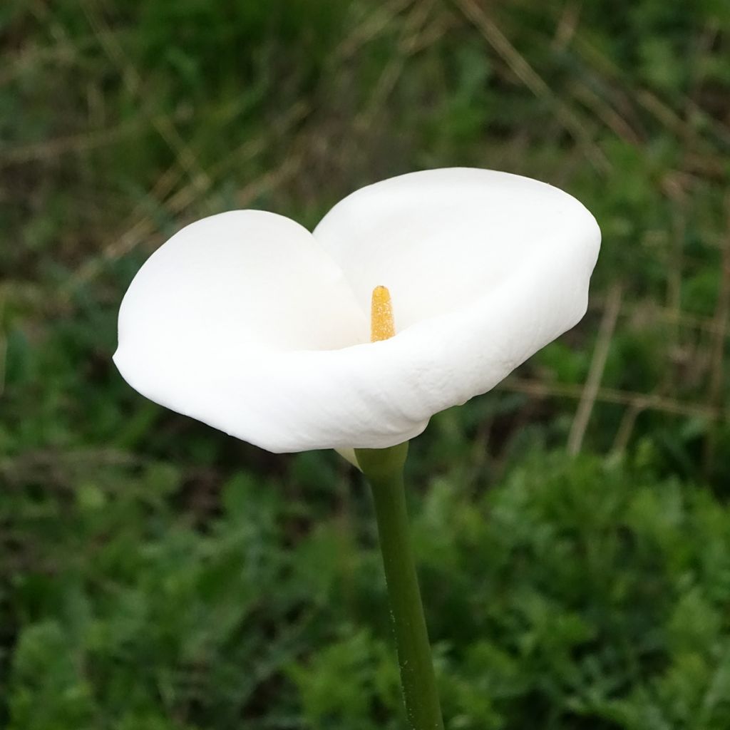 Zantedeschia aethiopica Himalaya - Arum d'Ethiopie géant