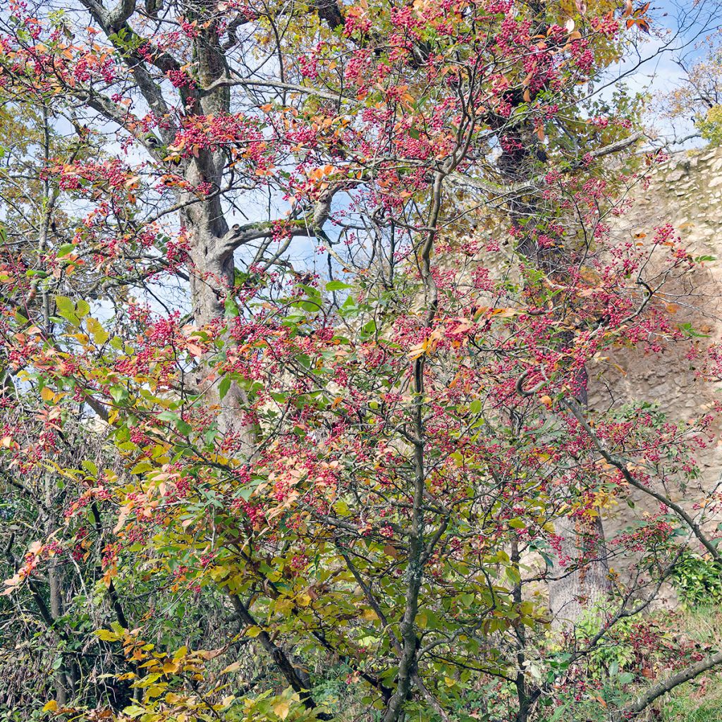 Zanthoxylum simulans - Poivrier du Sichuan