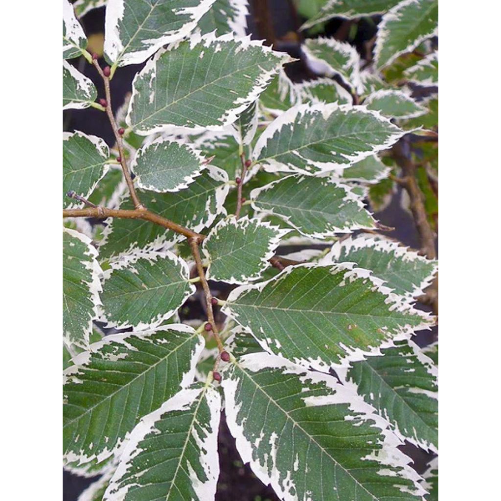 Zelkova serrata Variegata - Zelkova du Japon panaché