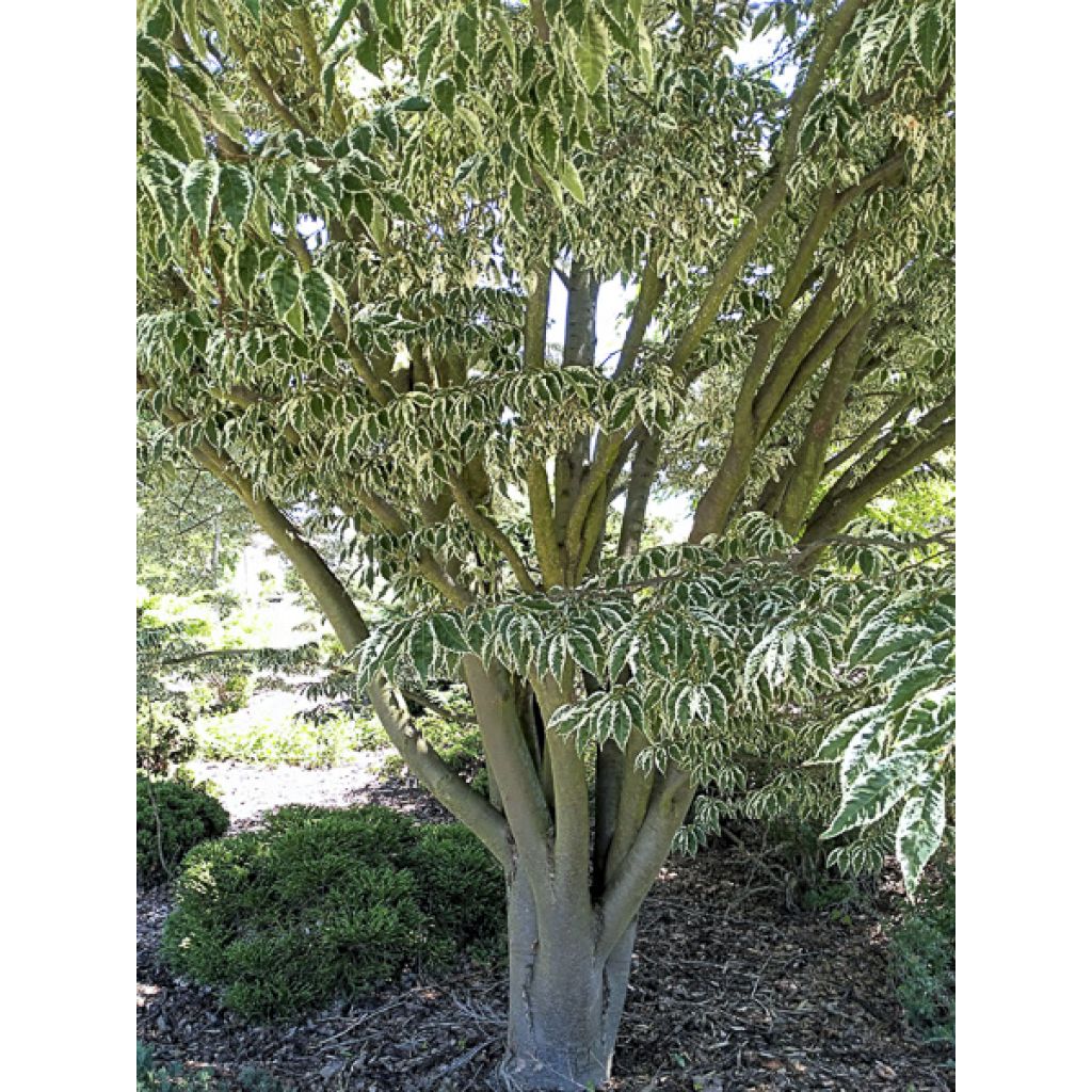Zelkova serrata Variegata - Zelkova du Japon panaché