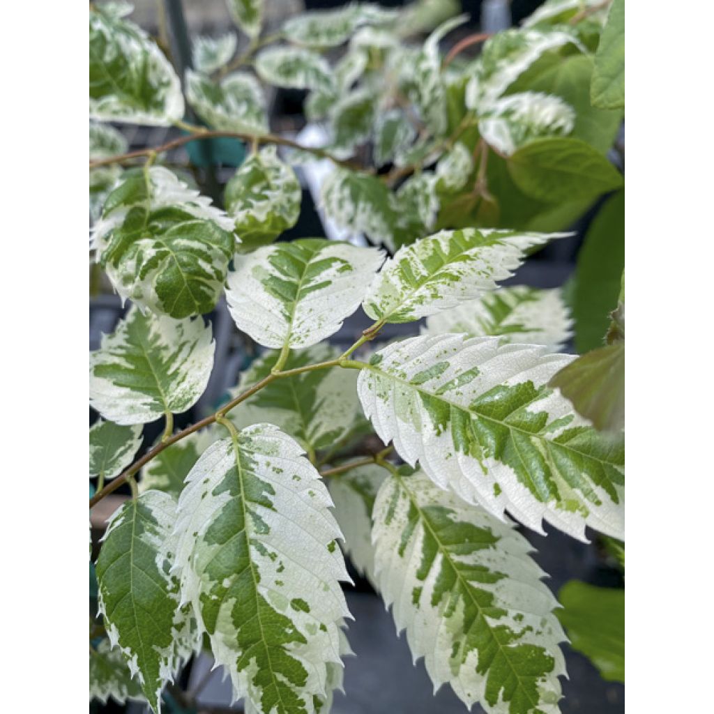 Zelkova serrata Variegata - Zelkova du Japon panaché