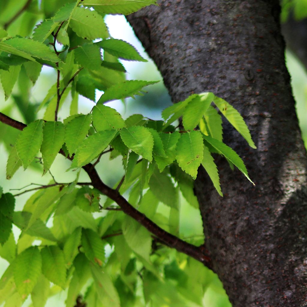 Zelkova serrata - Orme de Sibérie