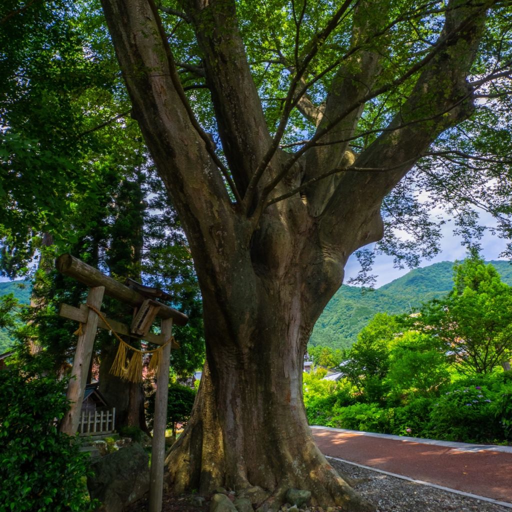 Zelkova serrata - Orme de Sibérie