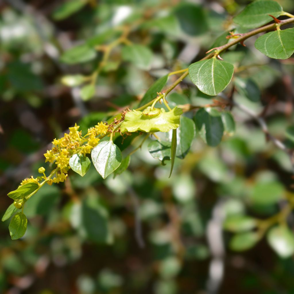 Ziziphus spina-christi - Jujubier épine du Christ