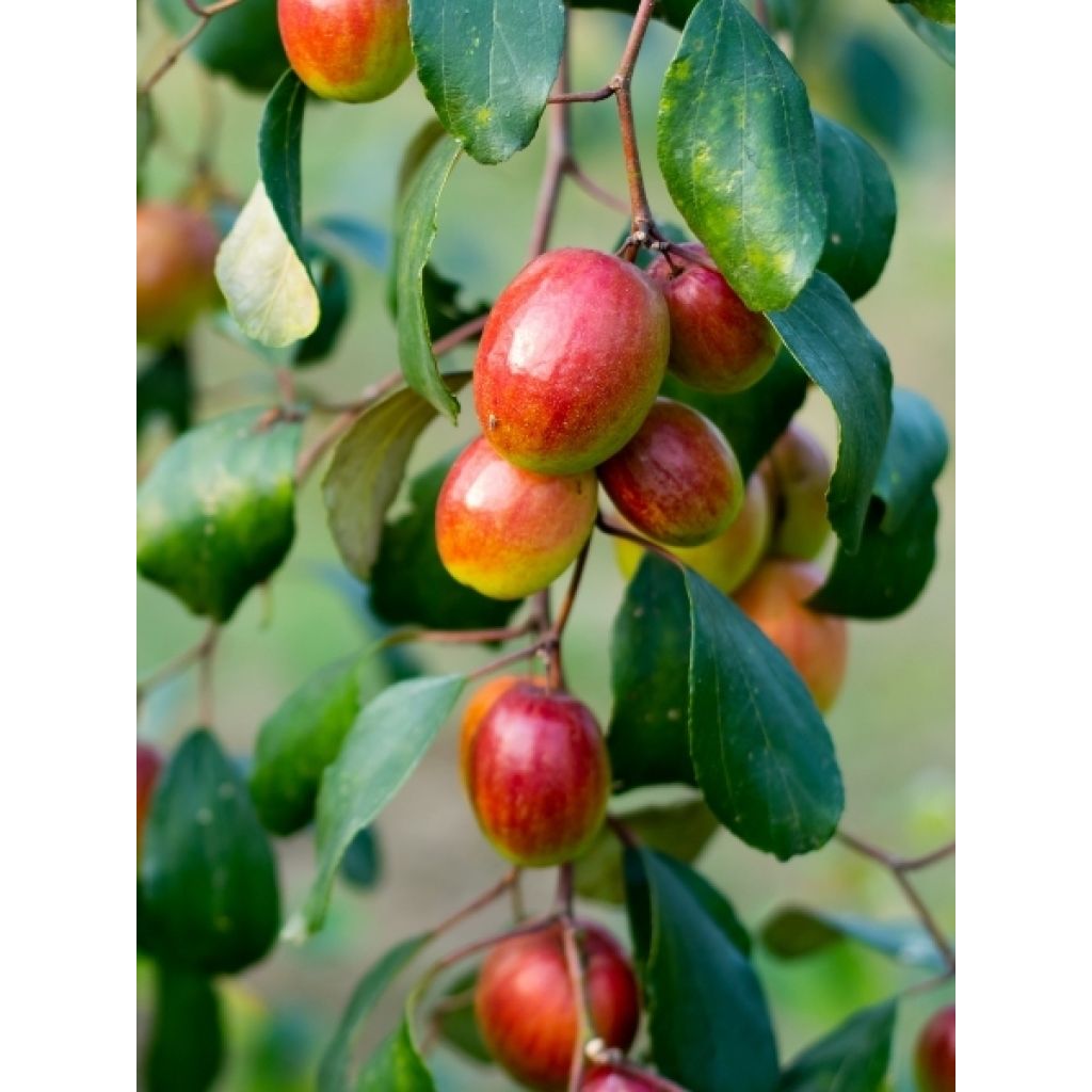 Ziziphus jujuba Li - Jujubier à gros fruits
