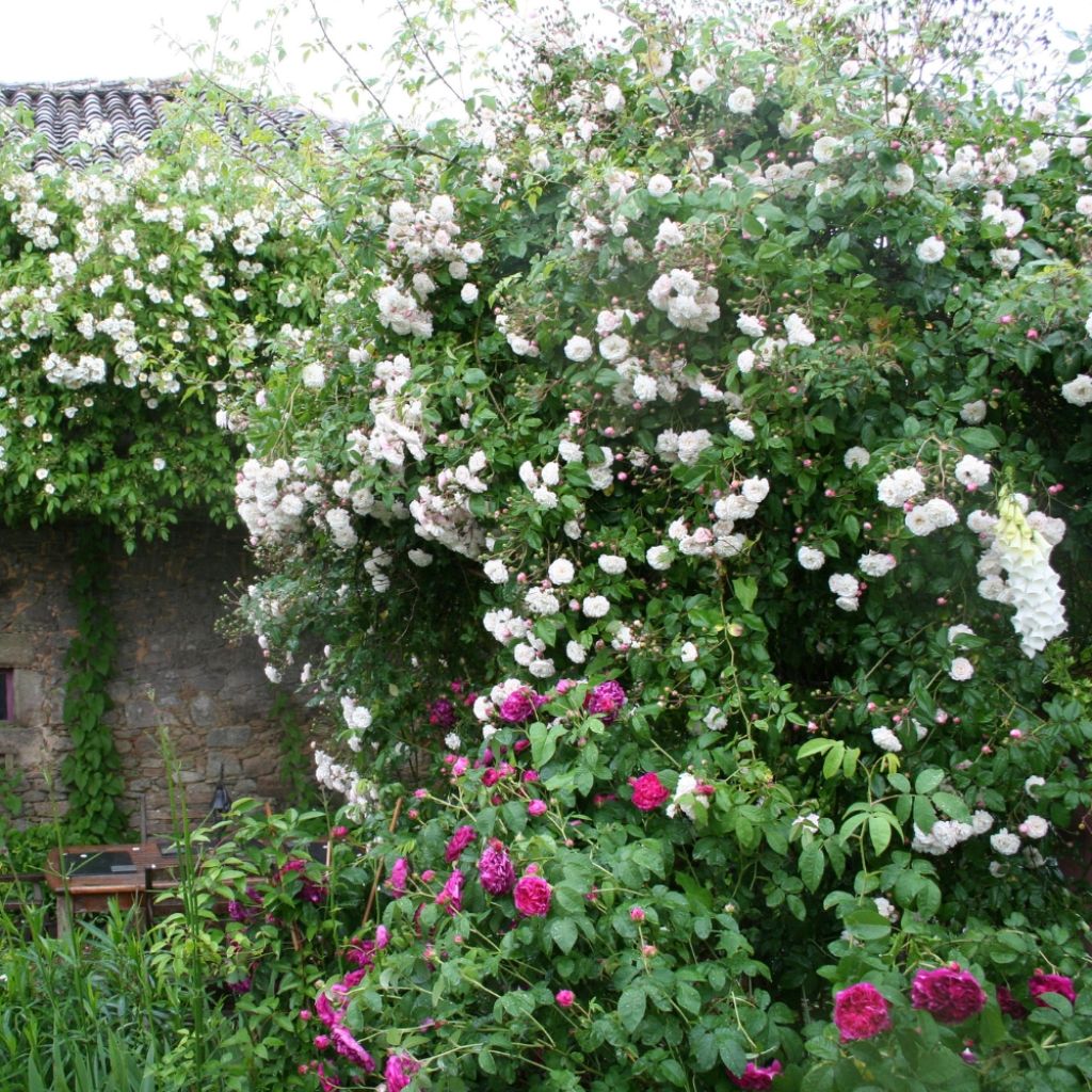 Rosier liane Félicité et Perpétue