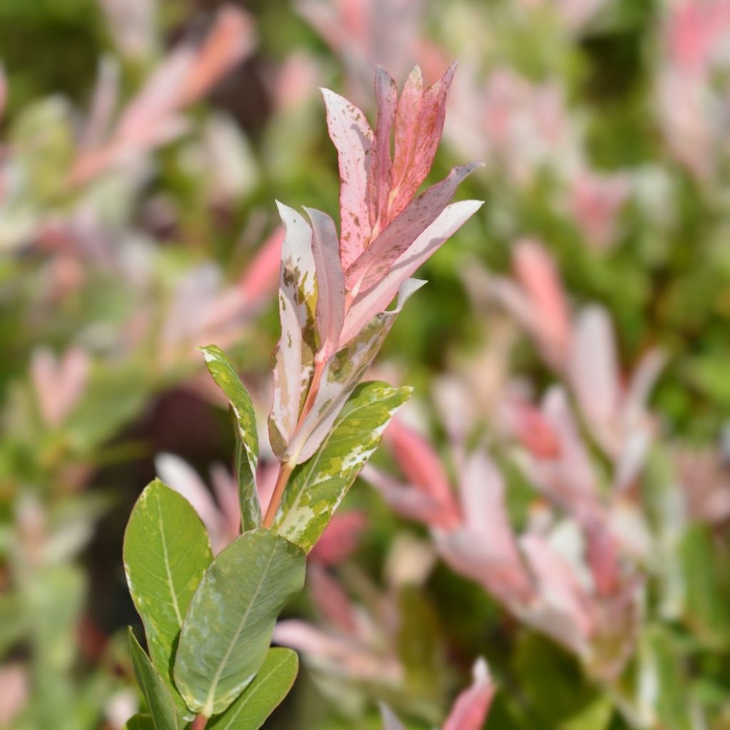 Saule crevette - Salix integra Hakuro Nishiki