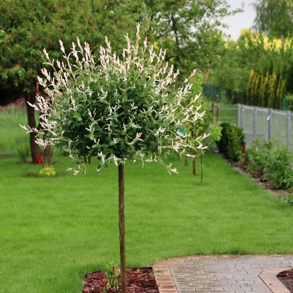 Saule crevette - Salix integra Hakuro Nishiki