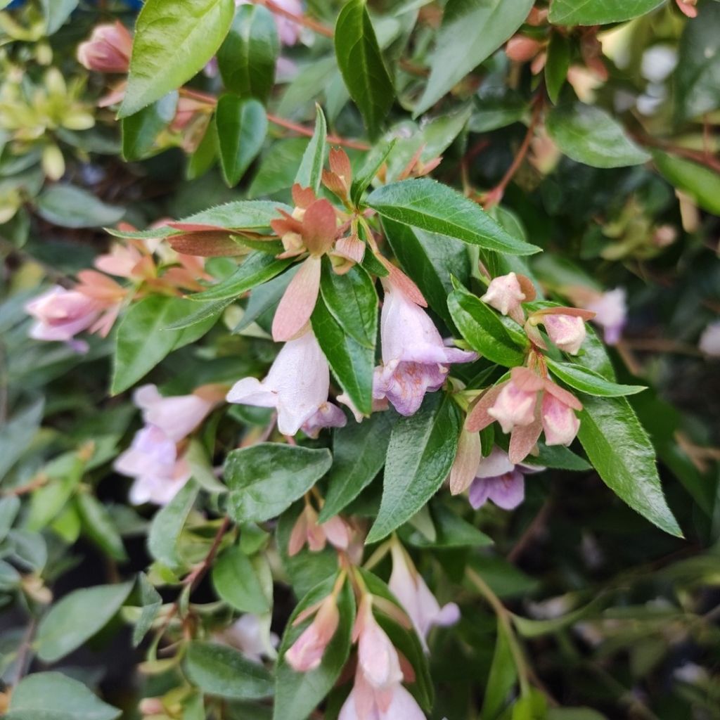 Abelia Edward Goucher
