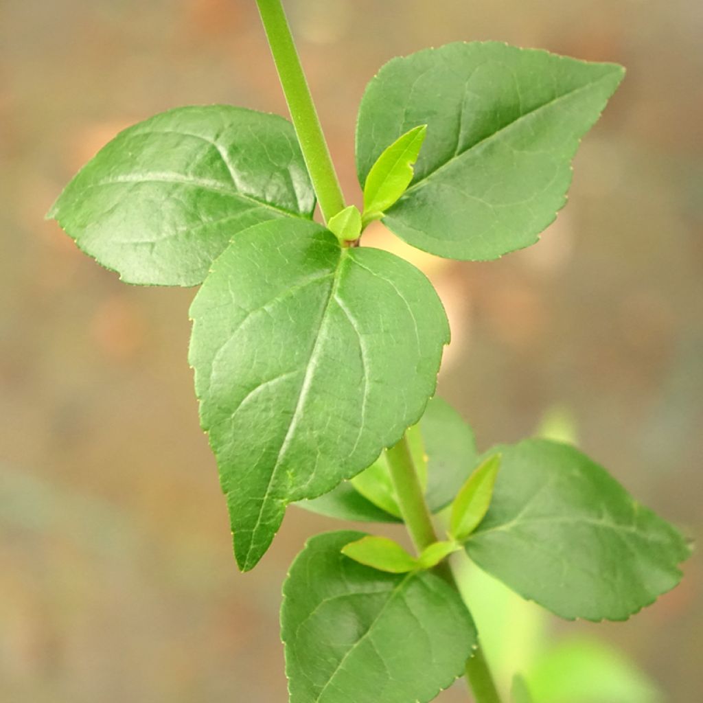 Abelia grandiflora Semperflorens